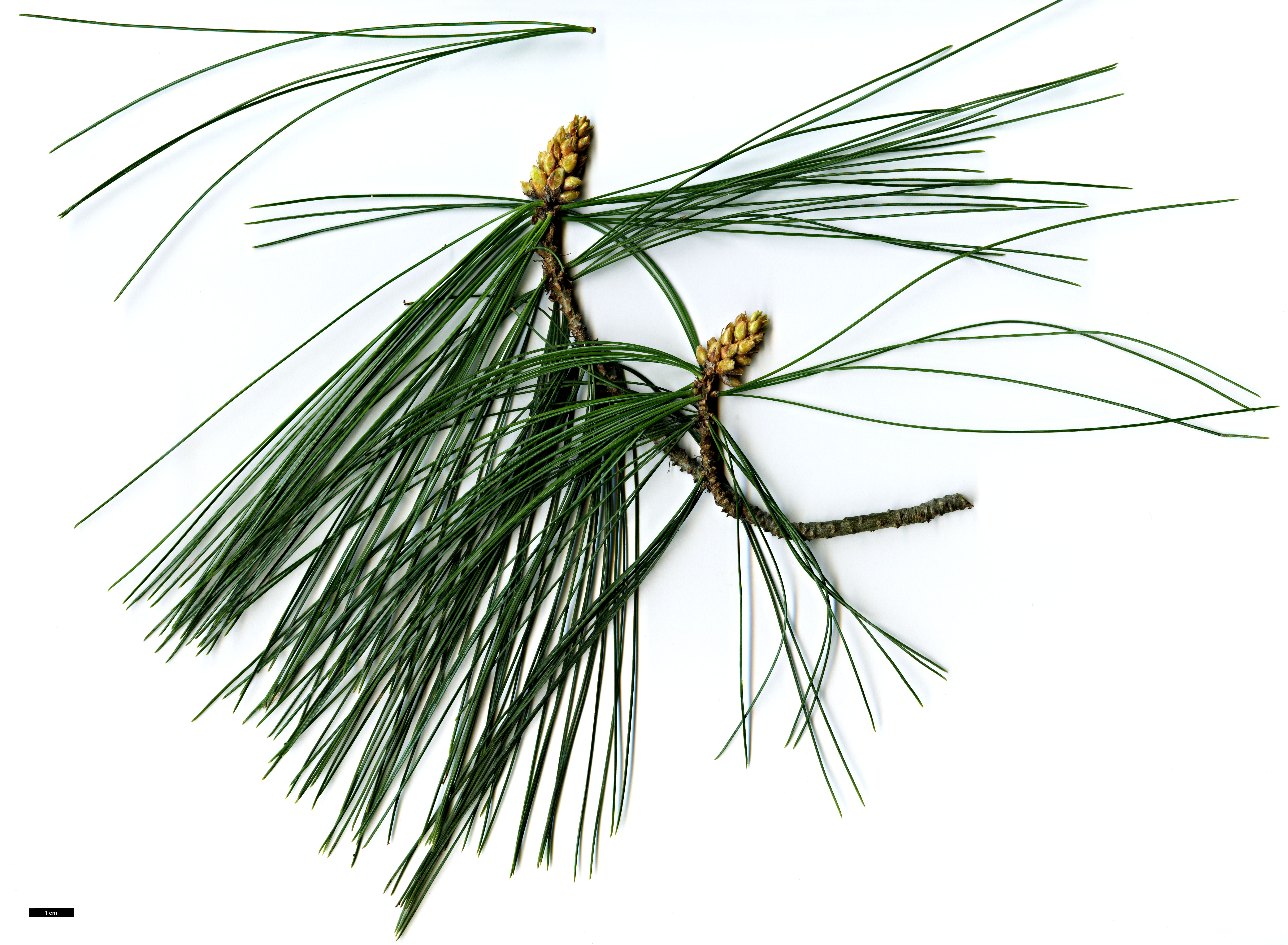 High resolution image: Family: Pinaceae - Genus: Pinus - Taxon: ×schwerinii (P.strobus × P.wallichiana)